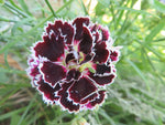Dianthus, Black and White