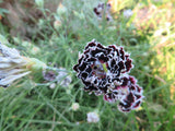 Dianthus, Black and White