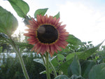 Sunflower, Kind of September Mix