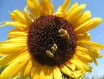 Sunflower, Kind of September Mix