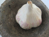 Culinary Garlic Sampler