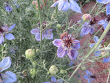 Love-in-a-Mist, Exotic