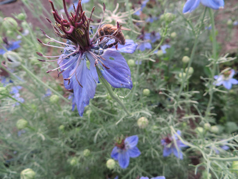 Love-in-a-Mist, Exotic