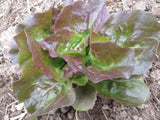 Lettuce, Juliet