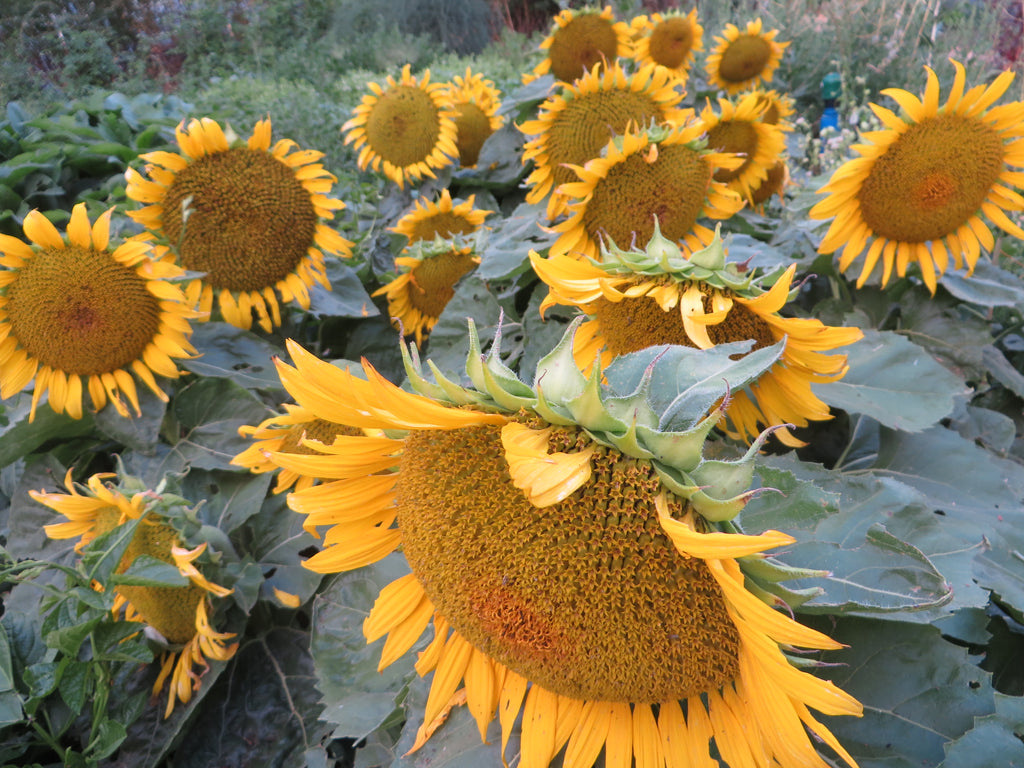 planting dwarf sunflower seeds Sunflower, Dwarf – Giving Ground Seeds