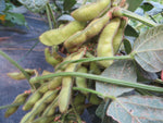 Soybean, Envy