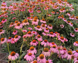 Echinacea