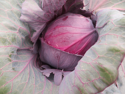 Cabbage, Mammoth Red Rock