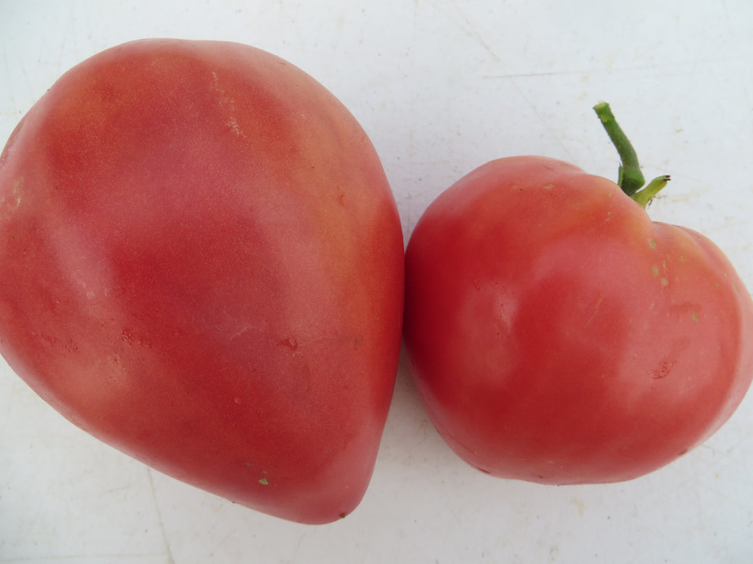 Paste Tomatoes – Giving Ground Seeds