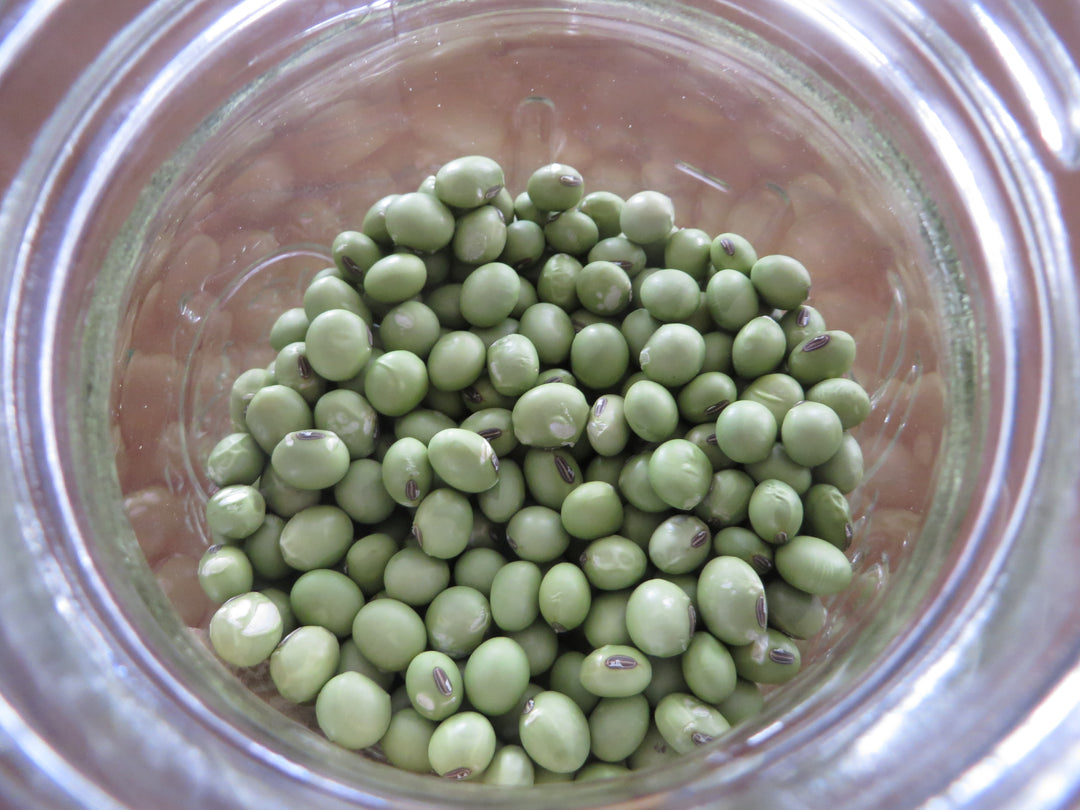 Soybean – Giving Ground Seeds