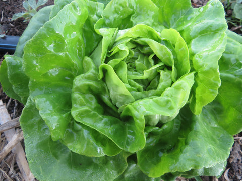 Lettuce, Anuenue Batavian