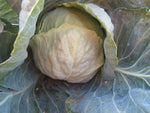 Cabbage, Golden Acre