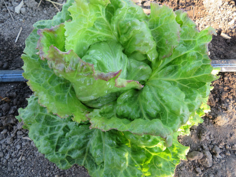 Lettuce, Grazer Krauthauptel 2