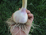 Garlic, Bogatyr (Pre-order, ships late August 2024)