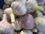 Garlic, Korean Mountain (Pre-order, ships late August 2024)