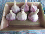 Garlic, Paradise Red (Pre-order, ships late August 2026)