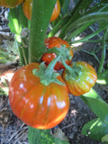 Eggplant, Turkish Orange