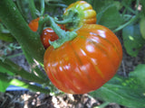 Eggplant, Turkish Orange