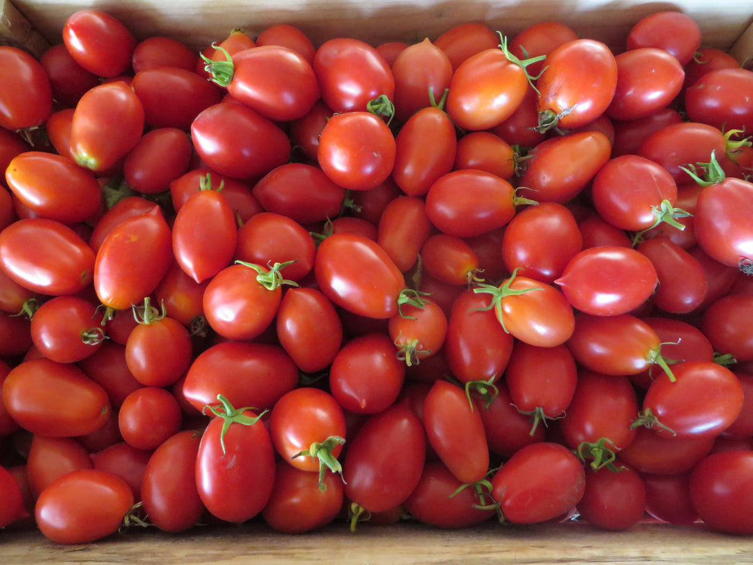 Paste Tomatoes – Giving Ground Seeds