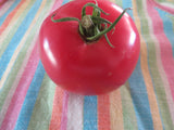 Tomato, Illinois Beauty