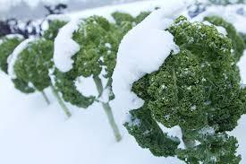 seed plant breeder Seed Saver, Plant Breeder Package
