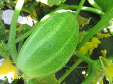 Cucumber, Kilis