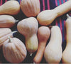 Winter Squash, Lofthouse Landrace Moschata, Butternut type