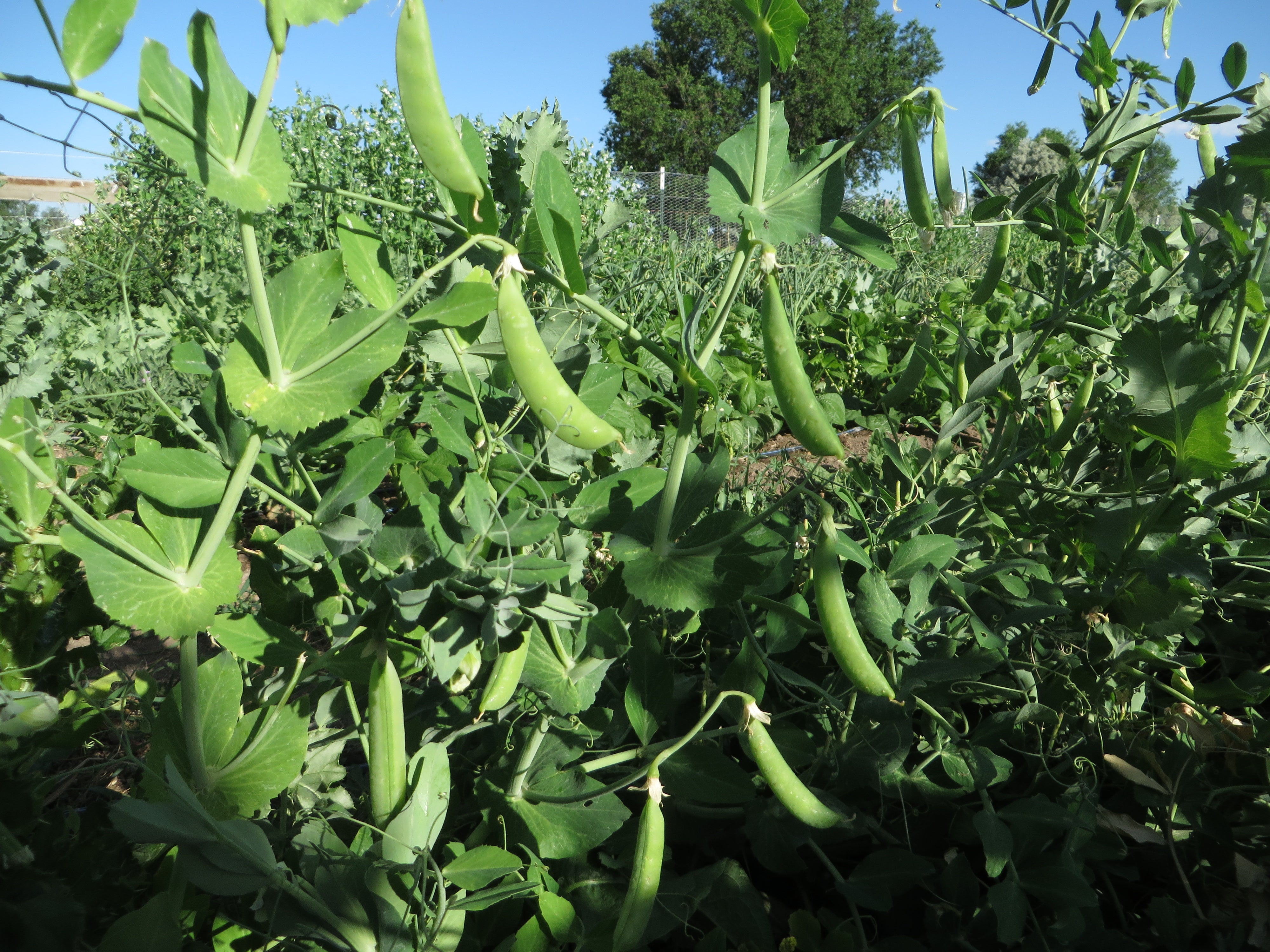 Pea, Laxton Progress No. 9 Shelling