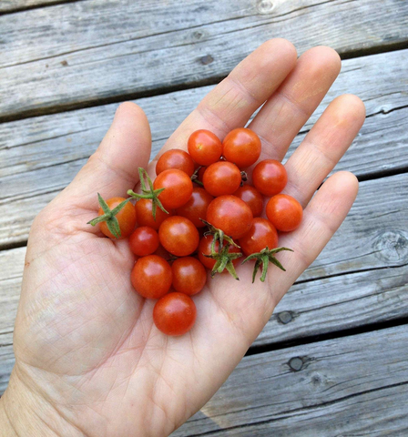 Tomato, Mexico Midget Cherry