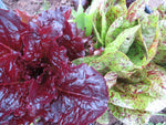 Lettuce, Giving Ground Mix