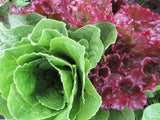 Lettuce, Giving Ground Mix
