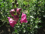 Snapdragon, Tall Mix