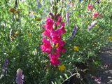 Snapdragon, Tall Mix
