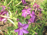 Nicotiana, Purple Perfume
