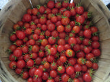 Tomato, Peacevine Cherry