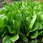 Lettuce, Shady Lane Romaine Mix