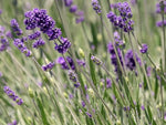 Lavender, Munstead English