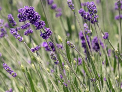 lavender flower meaning in urdu Lavender, Munstead English – Giving Ground Seeds