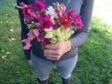 Snapdragon, Tall Mix