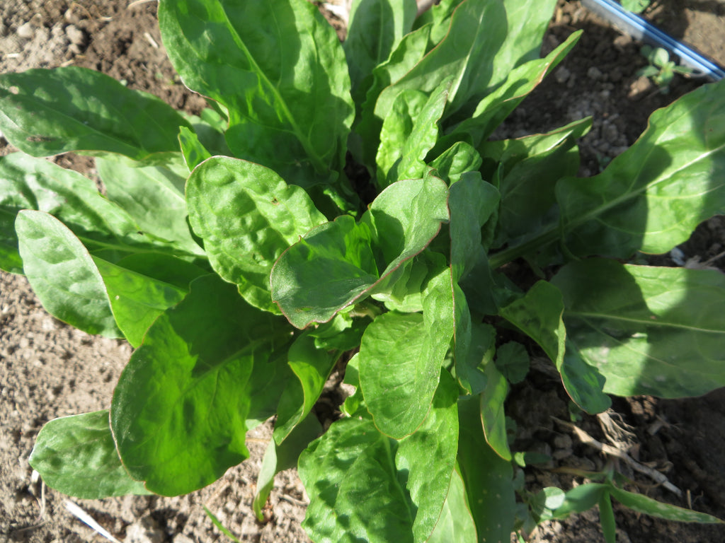sour seed plant Sorrel, Sour Leaf