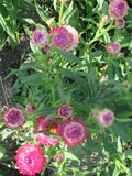 Strawflower Mix
