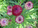Strawflower Mix