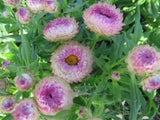 Strawflower Mix