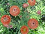 Strawflower Mix