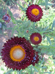 Strawflower Mix