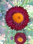 Strawflower Mix
