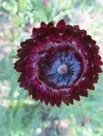 Strawflower Mix