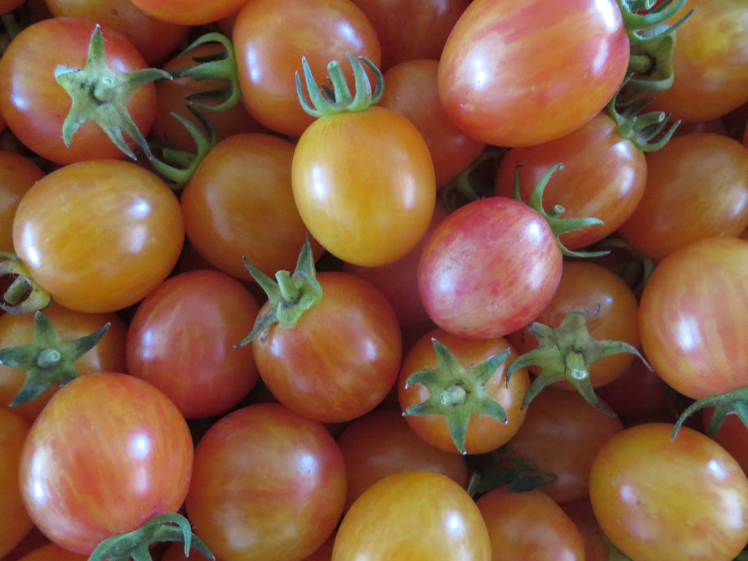 Orange and Yellow Tomatoes – Giving Ground Seeds
