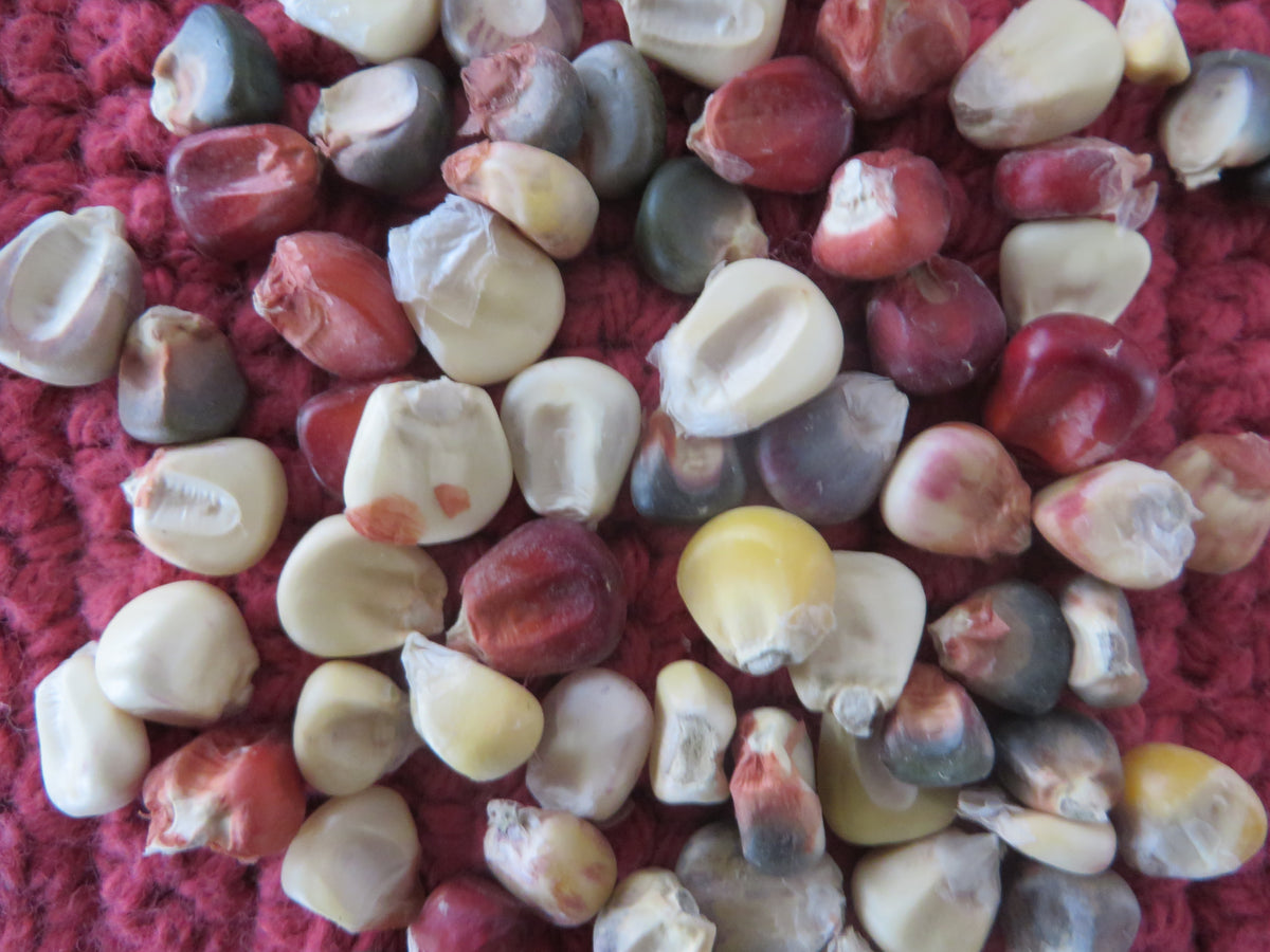 Corn, Unity Flour – Giving Ground Seeds