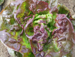 Lettuce, Winter